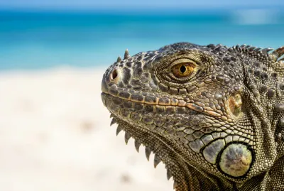 Portrait rapproché d'un iguane sur une plage de Guadeloupe