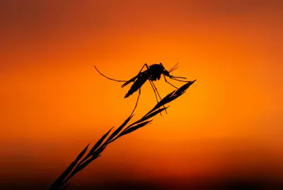 Silhouette d'un moustique en gros plan sur fond de ciel crépusculaire