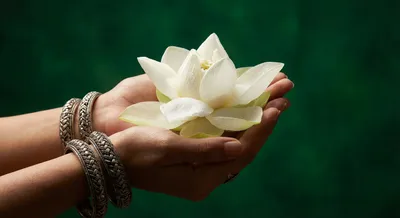 Gros plan iconique d'un lotus blanc tenu par des mains parées de bijoux traditionnels laotiens.