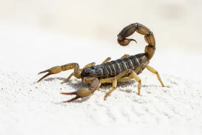 Gros plan macro d'un scorpion sur le sable fin des Seychelles